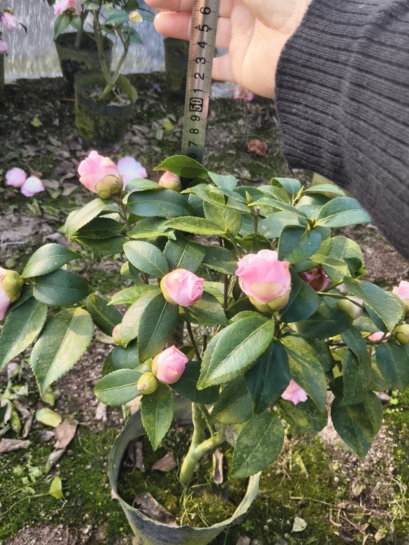 茶花