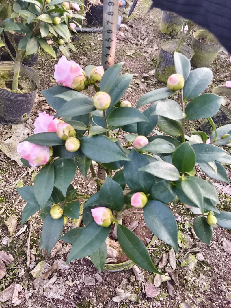 茶花