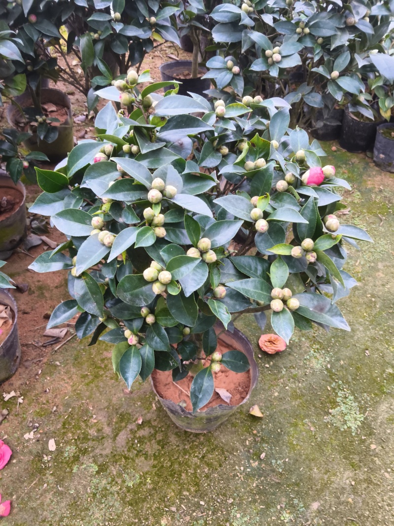 茶花