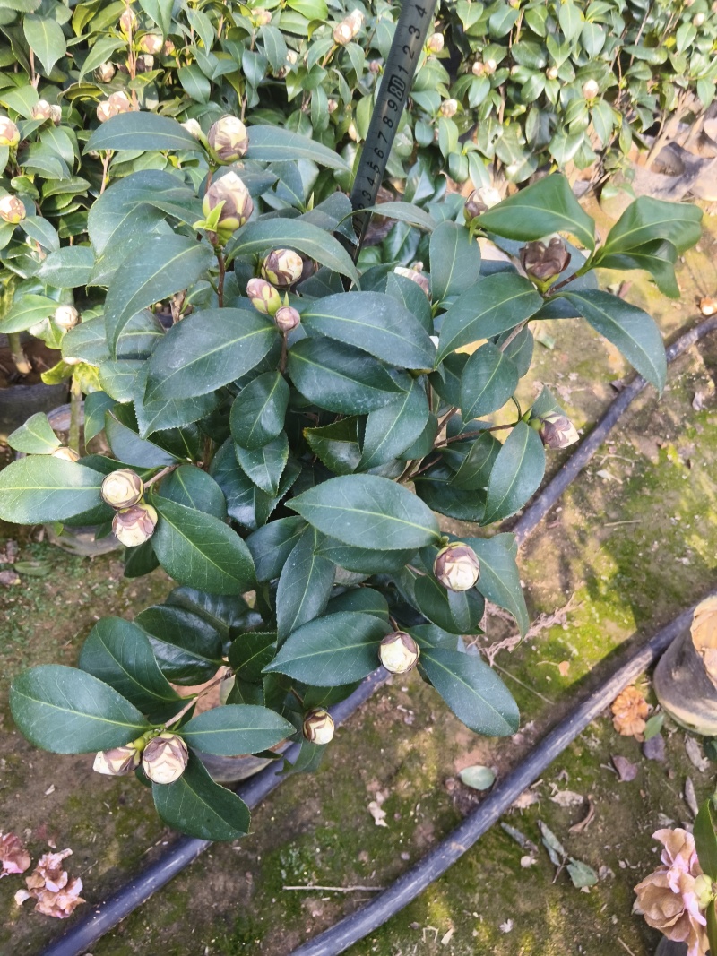 茶花