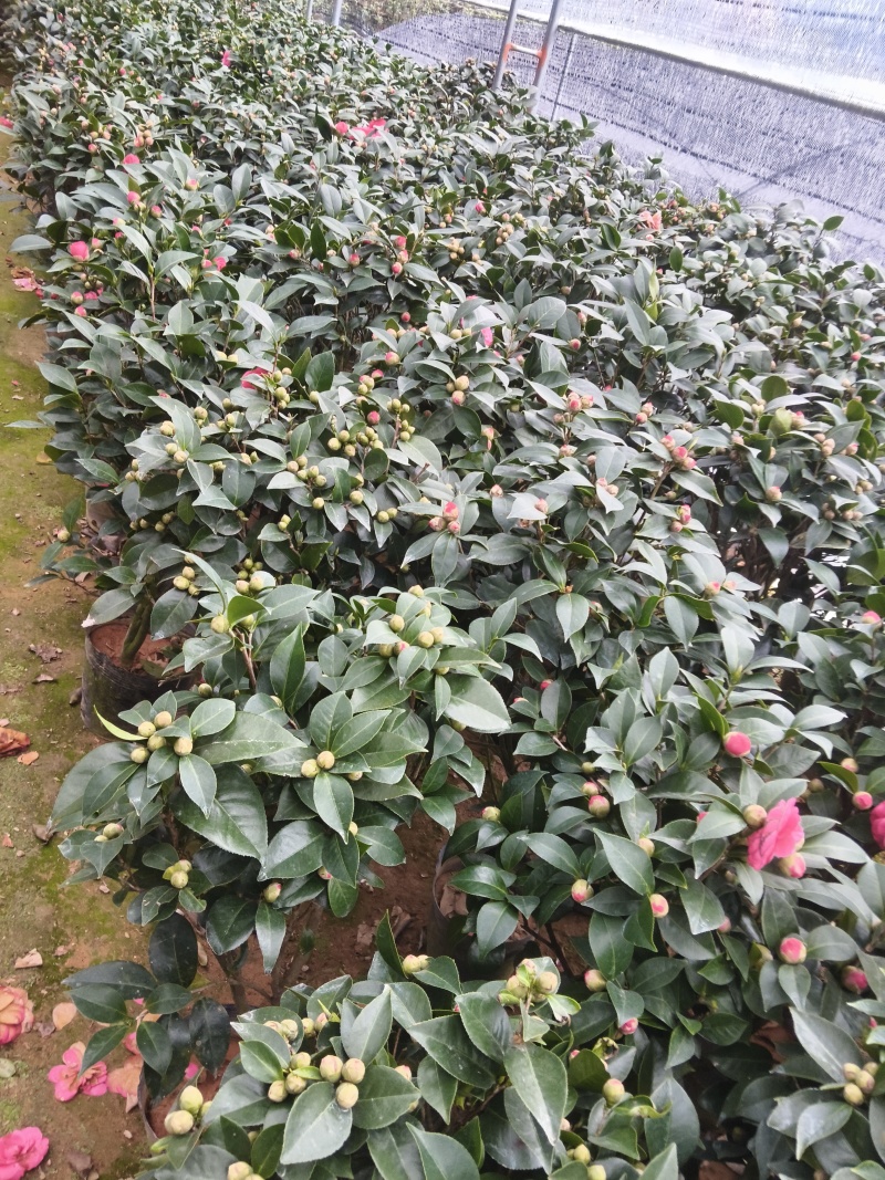 茶花