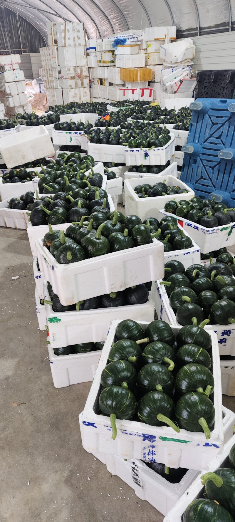 嫩南瓜大量上市，直供批发、量大