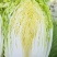 黄心白菜大量上市欢迎新老客户前来收购
