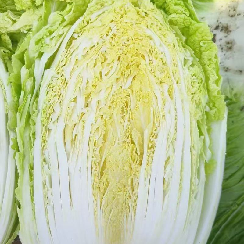 黄心白菜大量上市欢迎新老客户前来收购