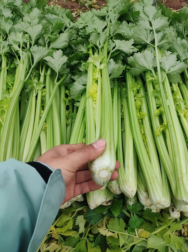 芹菜产地供应对接全国商超、电商、市场货欢迎采购