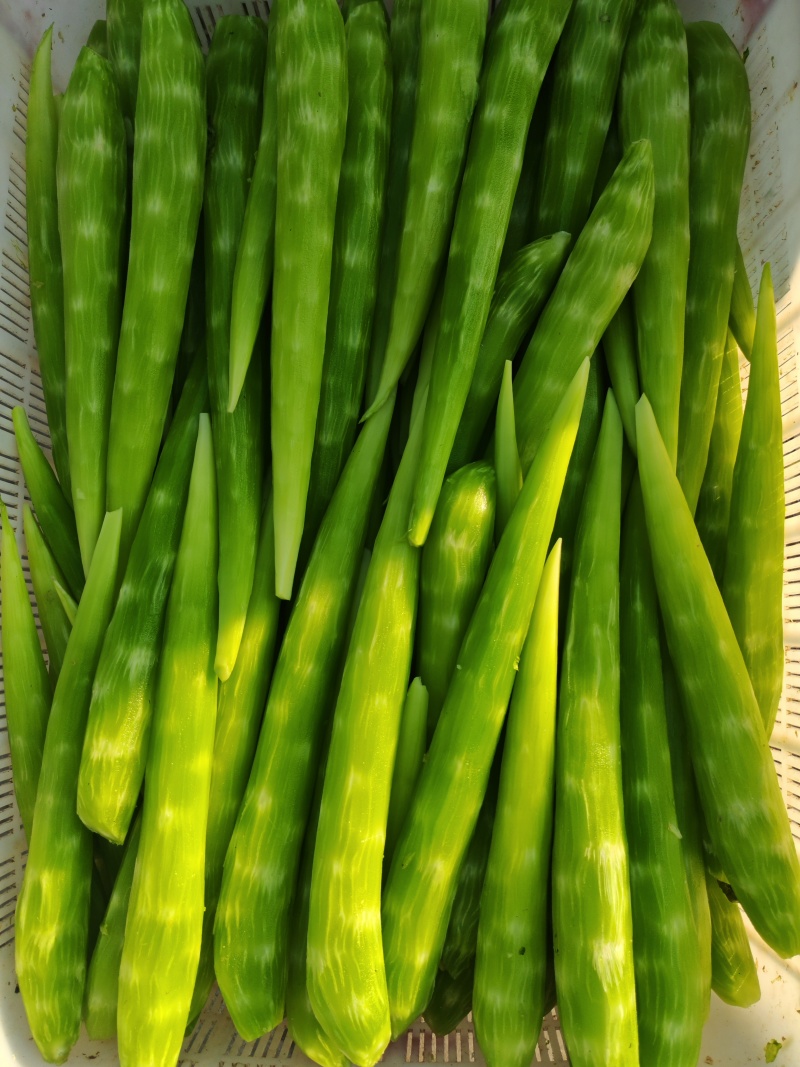 真空莴笋肉