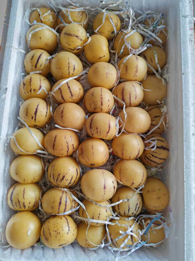 广东阳西人参果