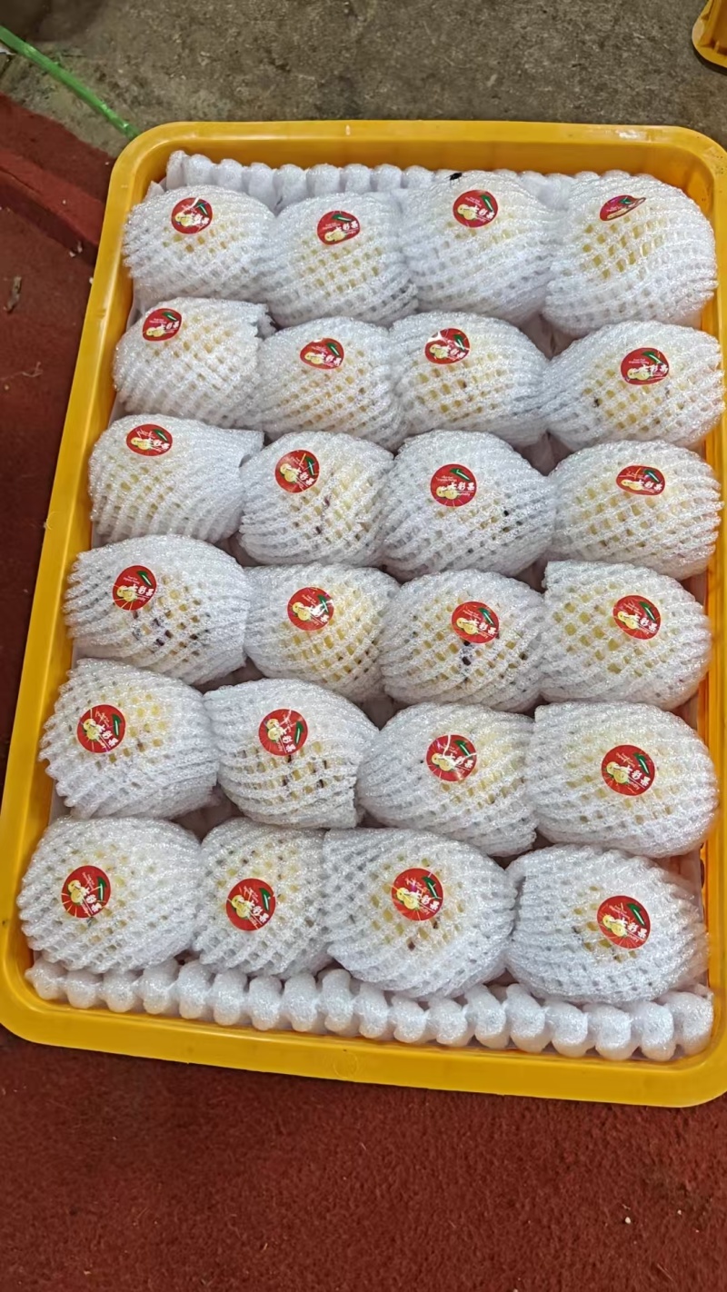 广东阳西人参果