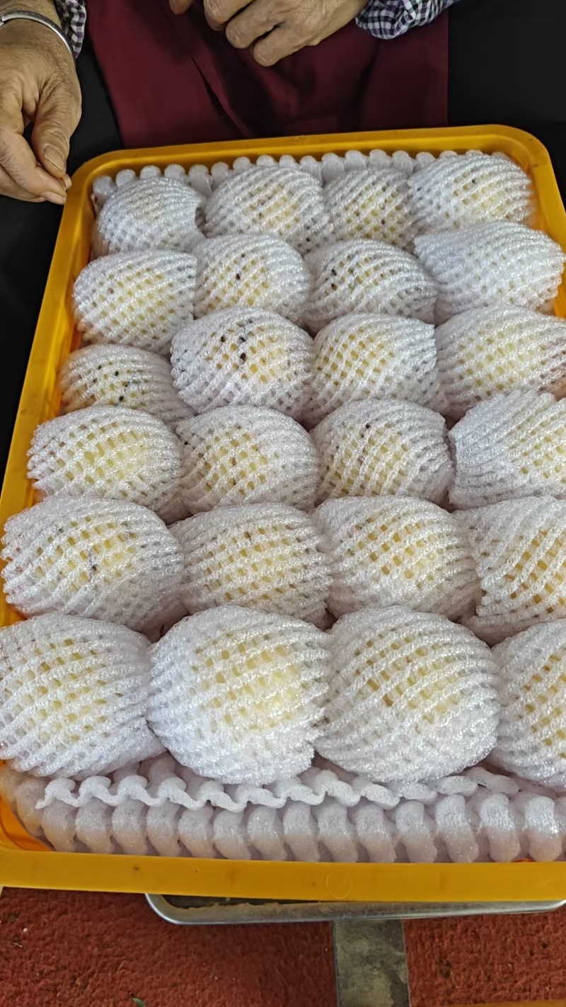 广东阳西人参果