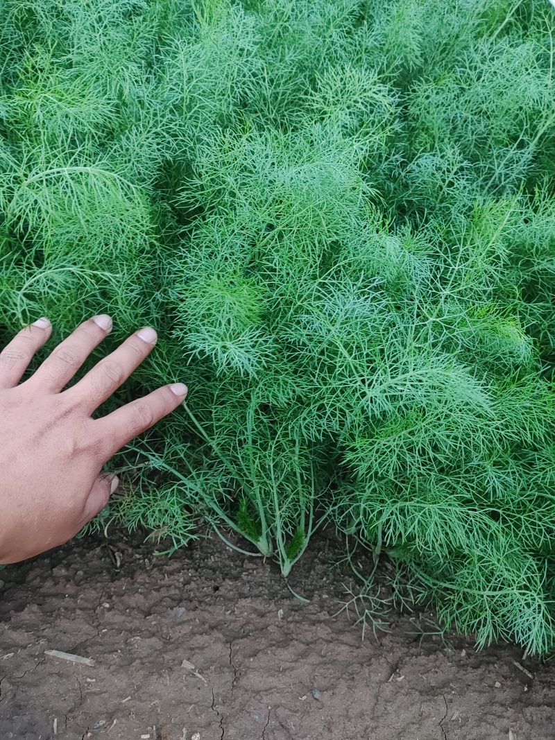 茴香苗茴香量大质优全国供应欢迎各大老板前来采购