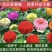百日草花种子景观花海四季易种室外庭院阳台开花不断