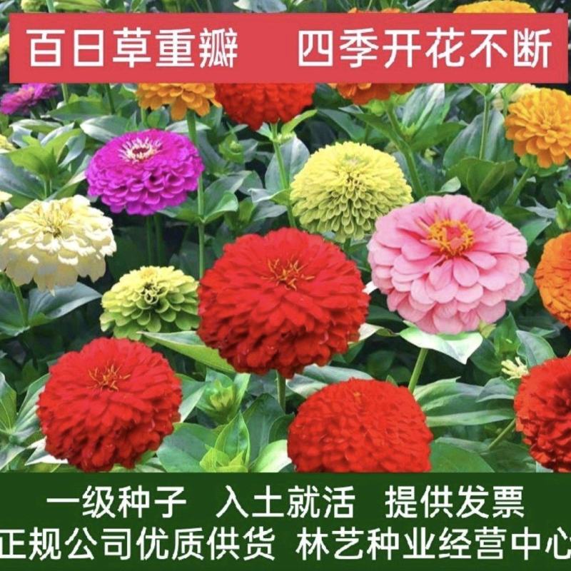 百日草花种子景观花海四季易种室外庭院阳台开花不断