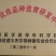 南阳艾根艾草根艾苗多年生大叶艾种根五叶艾叶大肥厚出艾绒率