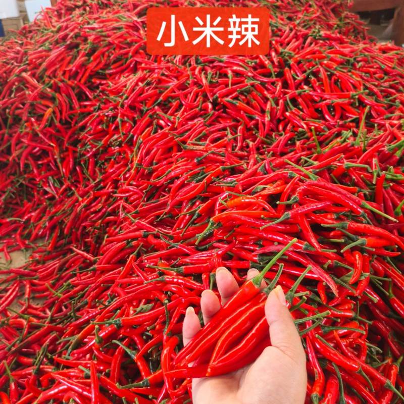 小米辣广东阳江产地直供，新鲜采摘，量大从优