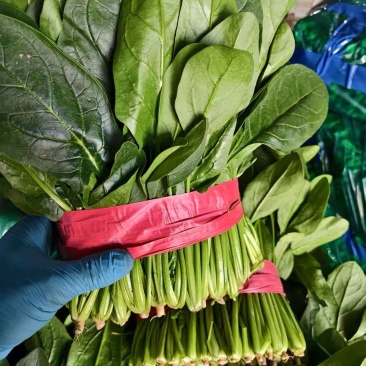 【热卖】莘县精品大叶菠菜种植基地现挖现发新鲜大量上市