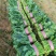 【热卖】莘县精品大叶菠菜种植基地现挖现发新鲜大量上市