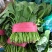 【热卖】莘县精品大叶菠菜种植基地现挖现发新鲜大量上市
