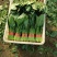 【热卖】莘县精品大叶菠菜种植基地现挖现发新鲜大量上市