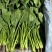 【热卖】莘县精品大叶菠菜种植基地现挖现发新鲜大量上市