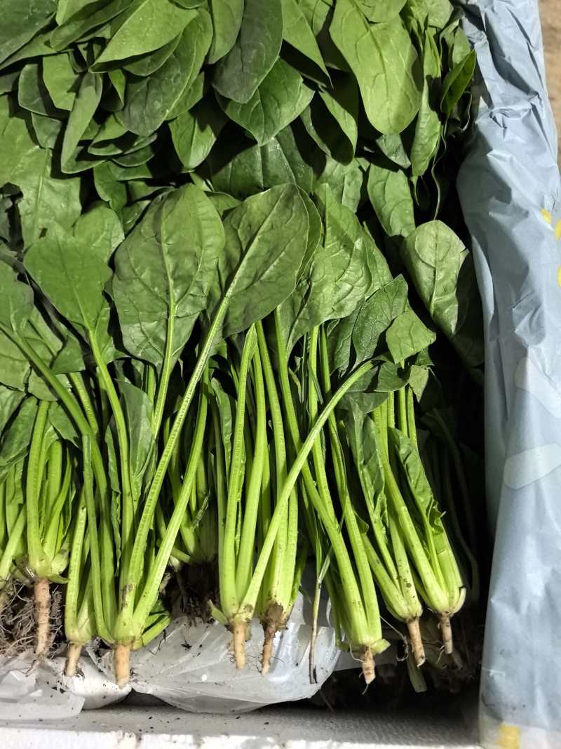 【热卖】莘县精品大叶菠菜种植基地现挖现发新鲜大量上市