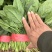 【热卖】莘县精品大叶菠菜种植基地现挖现发新鲜大量上市
