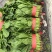 【热卖】莘县精品大叶菠菜种植基地现挖现发新鲜大量上市