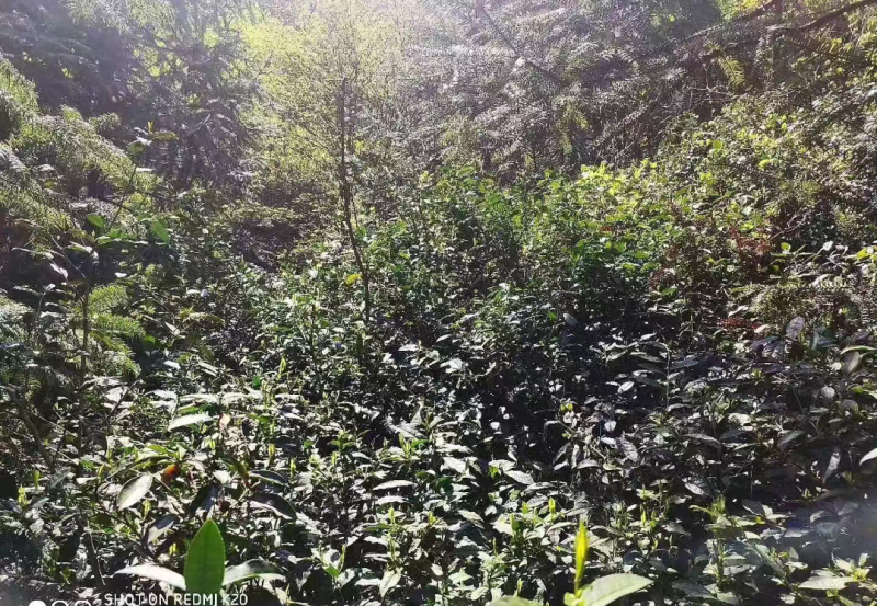 特级野生有机茶2000元/斤，每年货很少，零0️⃣农残！