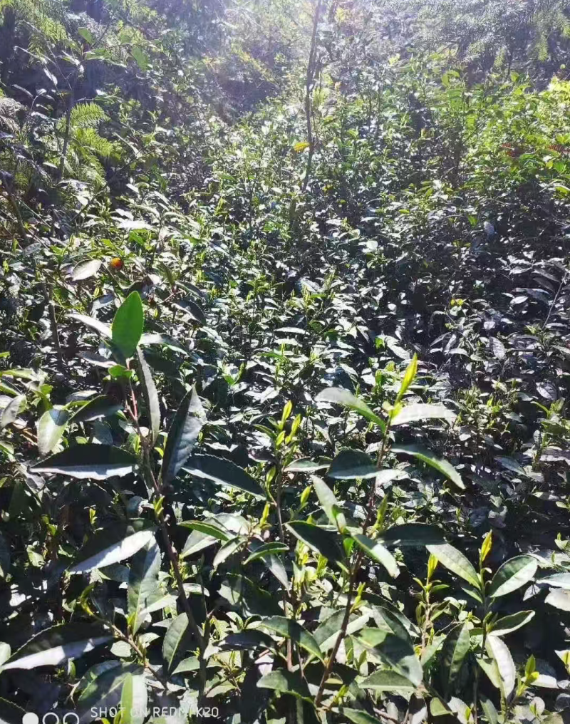 特级野生有机茶2000元/斤，每年货很少，零0️⃣农残！