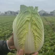 玲珑黄心大白菜3/6每颗实拍图片请勿转载