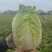 玲珑黄心大白菜3/6每颗实拍图片请勿转载
