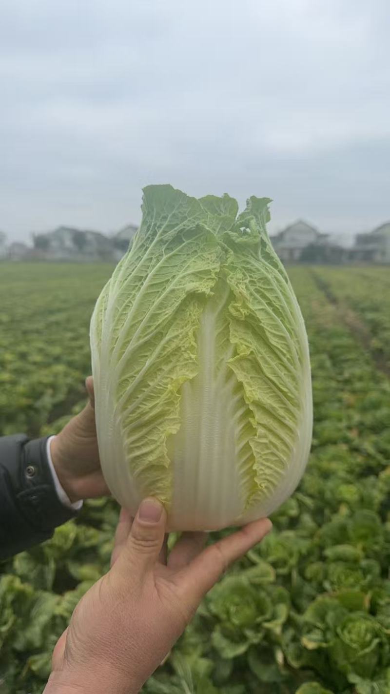 玲珑黄心大白菜3/6每颗实拍图片请勿转载