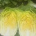 玲珑黄心大白菜3/6每颗实拍图片请勿转载