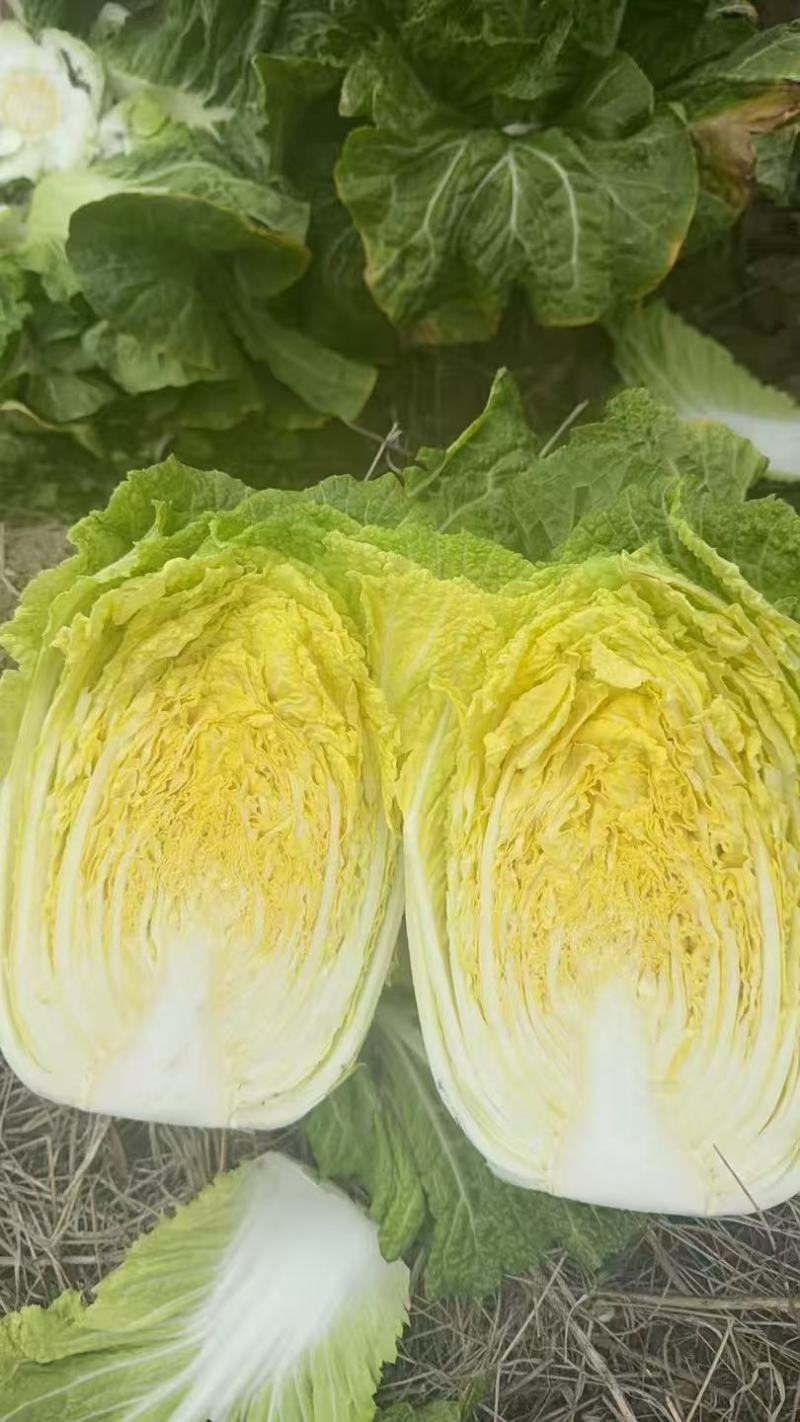 玲珑黄心大白菜3/6每颗实拍图片请勿转载