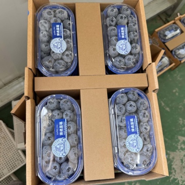 丹东蓝莓精品8合一价格美丽全国发货欢迎选购