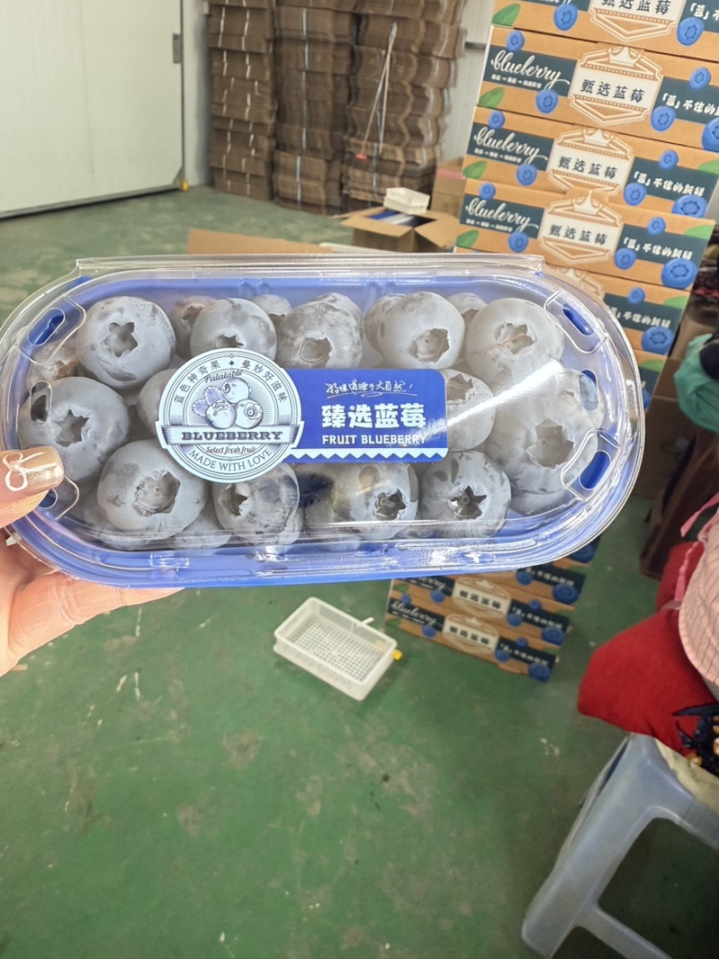 丹东蓝莓精品8合一价格美丽全国发货欢迎选购