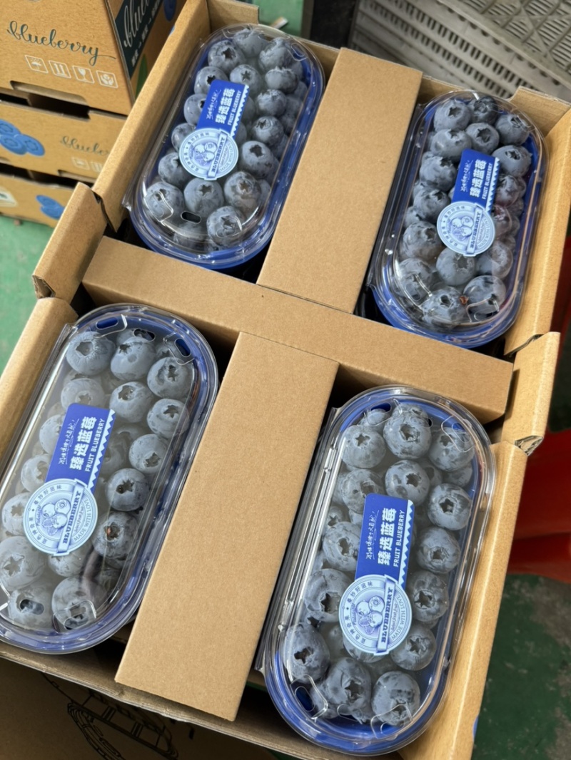 丹东蓝莓精品8合一价格美丽全国发货欢迎选购