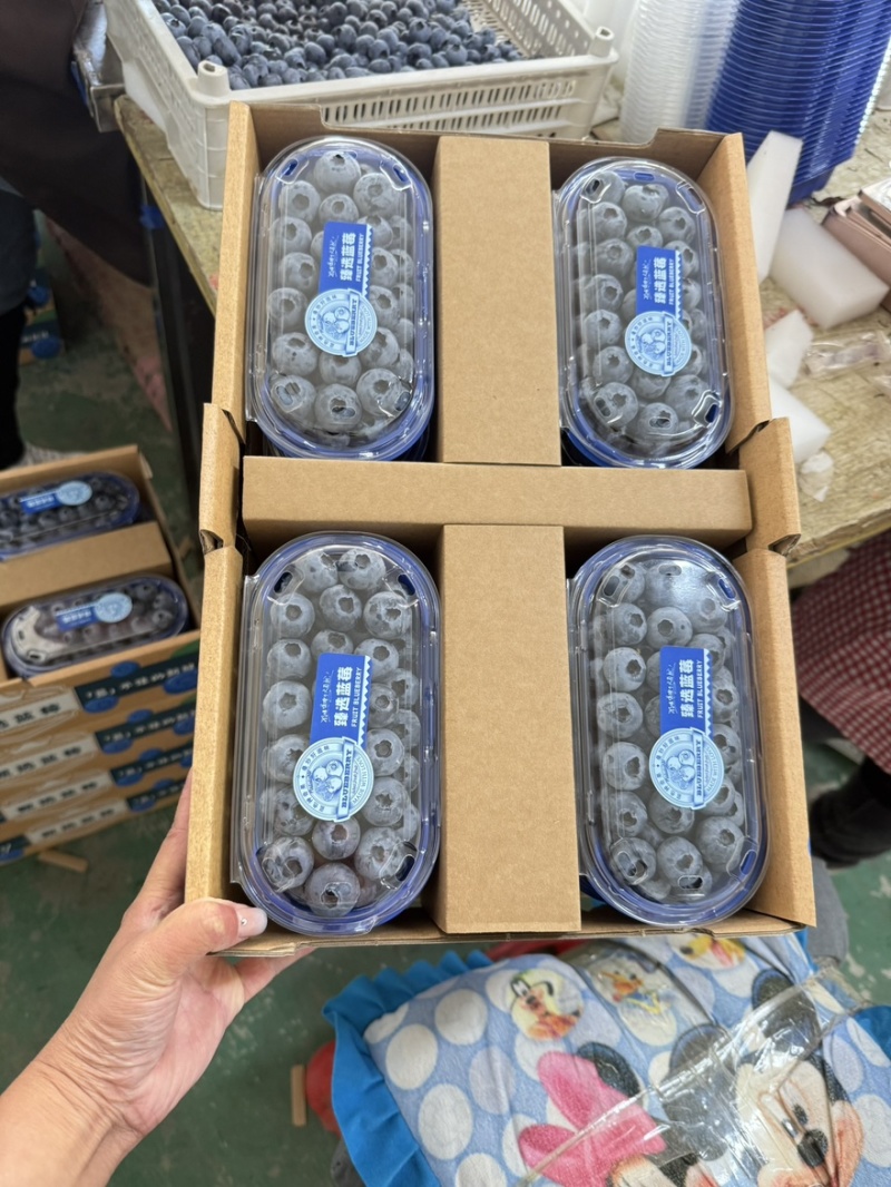 丹东蓝莓精品8合一价格美丽全国发货欢迎选购