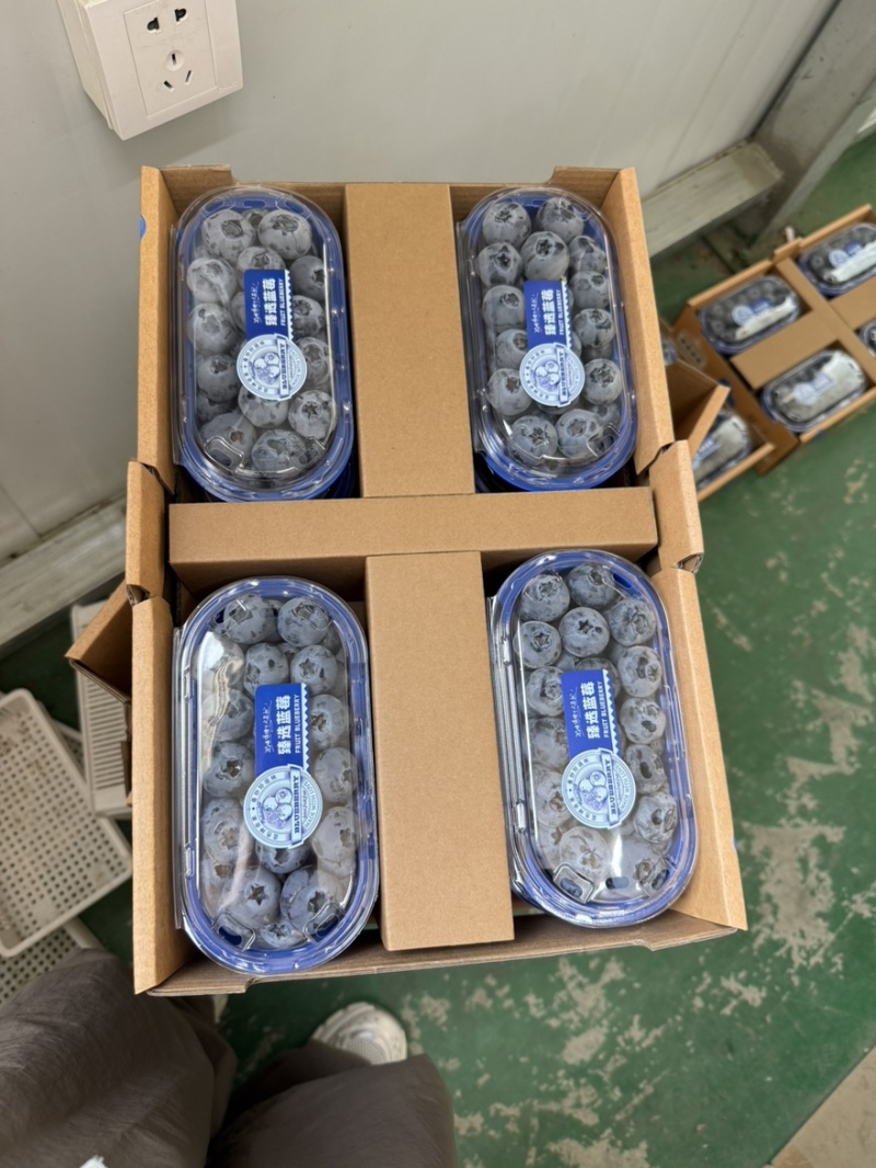 丹东蓝莓精品8合一价格美丽全国发货欢迎选购