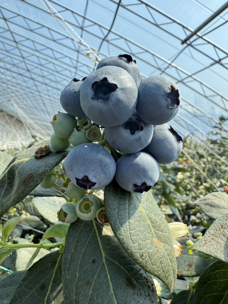 丹东蓝莓精品8合一价格美丽全国发货欢迎选购