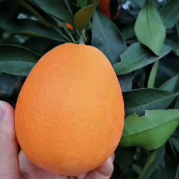 【实力推荐】长虹脐橙🍊产地直发品质保障量大从优可视频