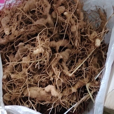 野生老虎姜需要的老板联系
