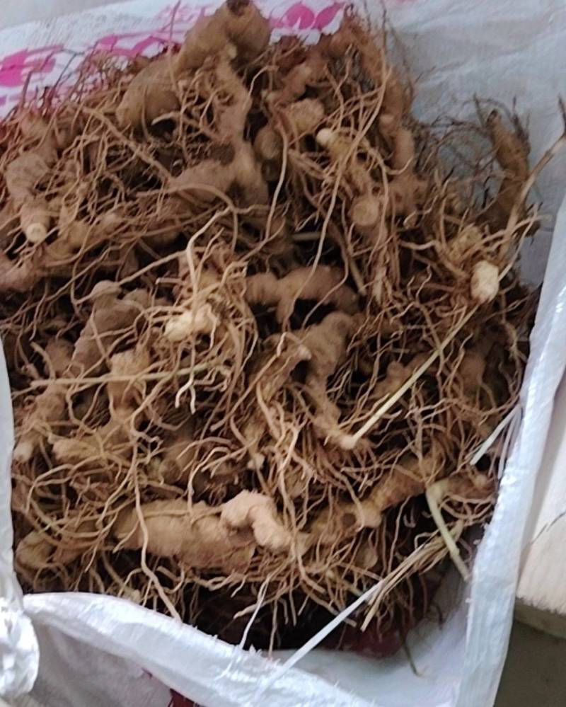 野生老虎姜需要的老板联系