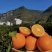 【实力推荐】长虹脐橙🍊产地直发品质保障量大从优可视频