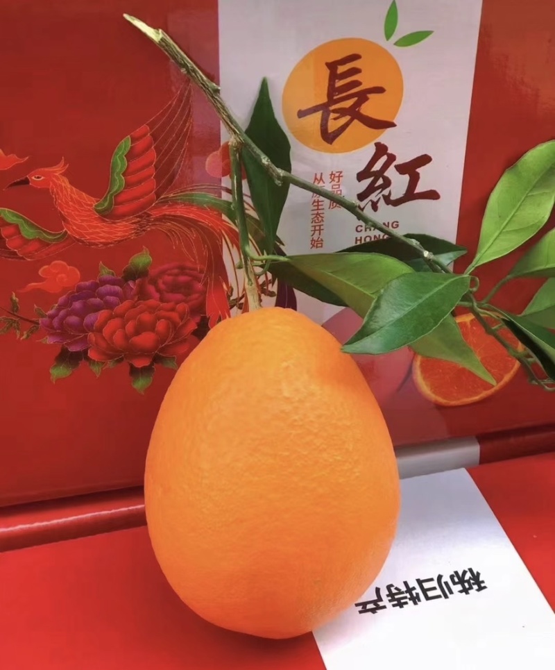 【实力推荐】长虹脐橙🍊产地直发品质保障量大从优可视频