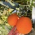 【实力推荐】长虹脐橙🍊产地直发品质保障量大从优可视频