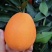 【实力推荐】长虹脐橙🍊产地直发品质保障量大从优可视频