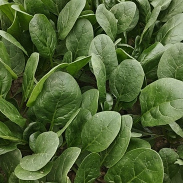 精品菠菜大量上市