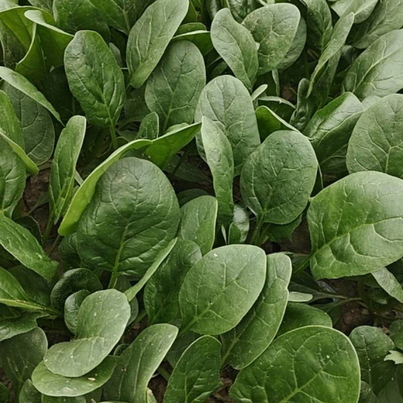 精品菠菜大量上市