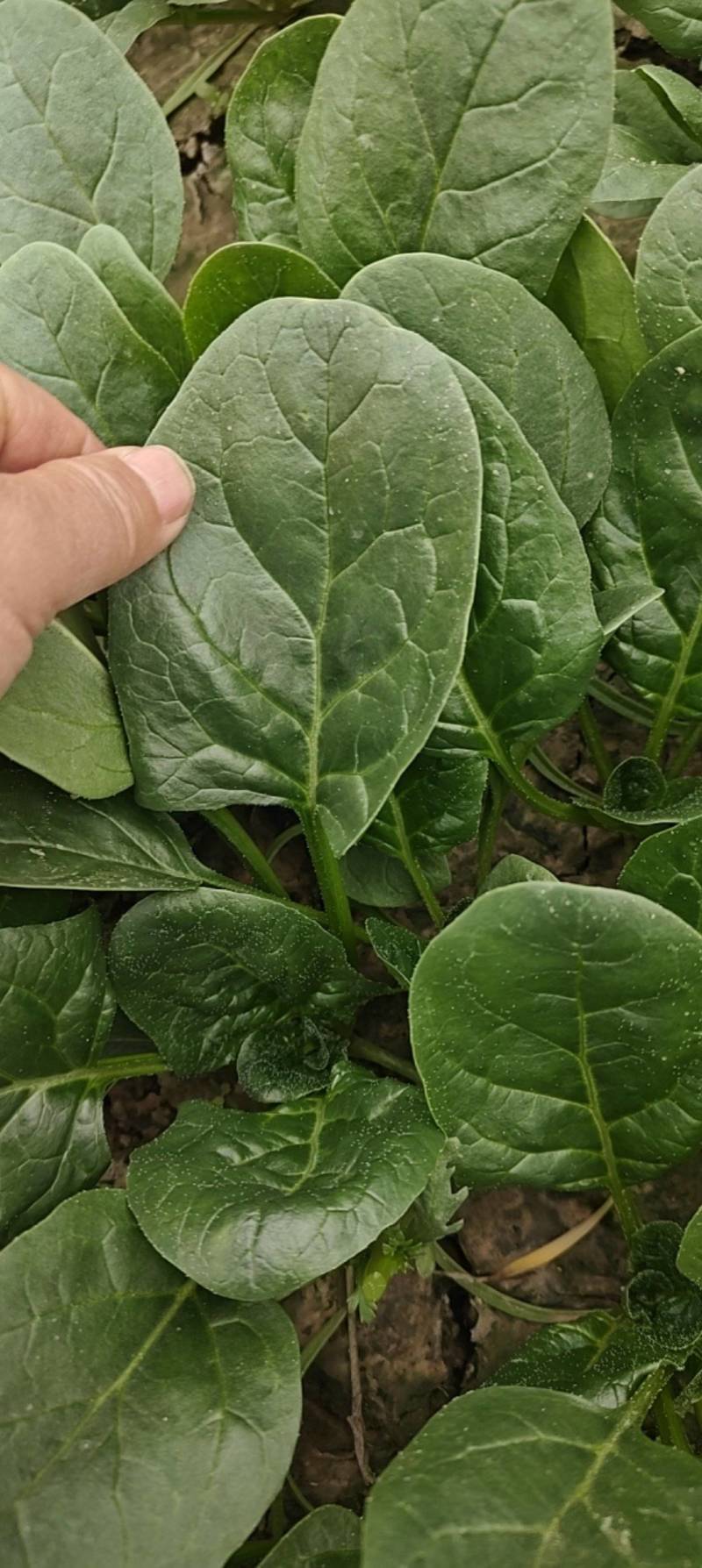 精品菠菜大量上市