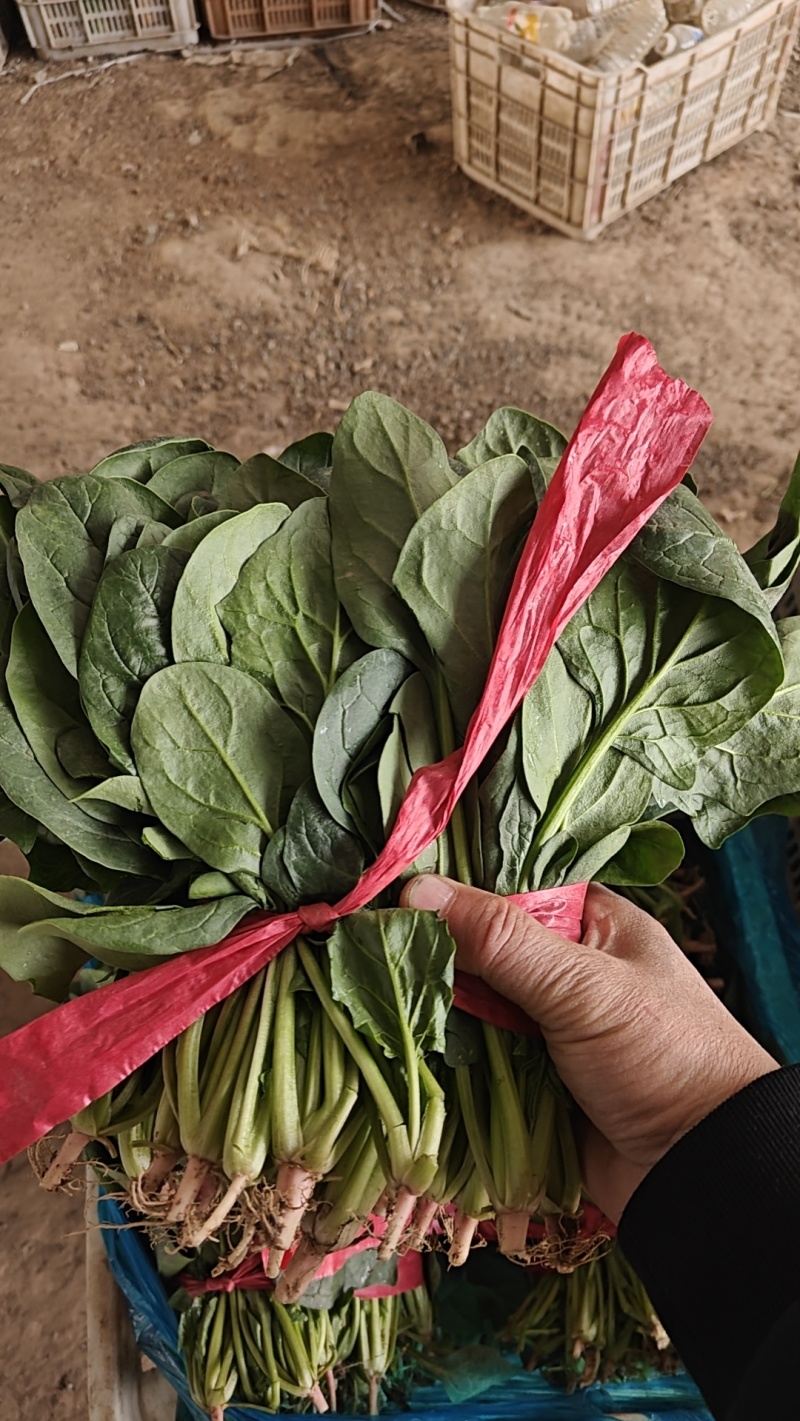 精品菠菜大量上市